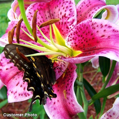 Stargazer Oriental Lily - Image 3