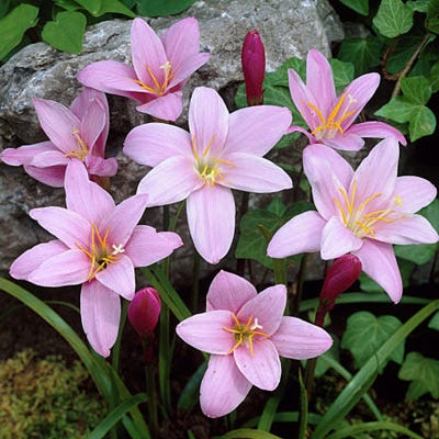 Pink Rain Lily - Image 3