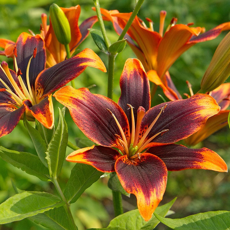Rainforest Retreat Bulb Collection - Image 4