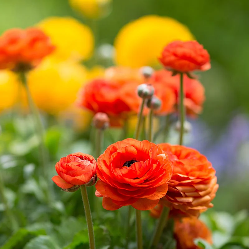 Aviv Salmon Ranunculus - Image 2