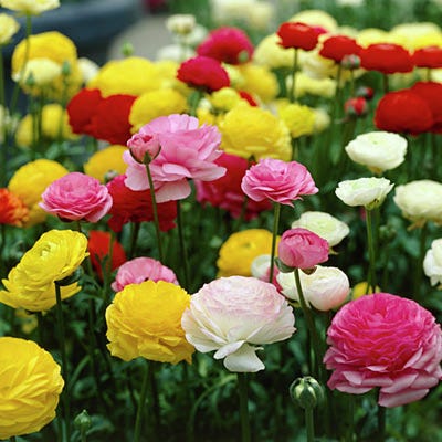 Tecolote® Ranunculus Mix - Image 3