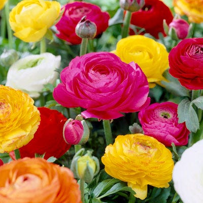Tecolote® Ranunculus Mix - Image 4