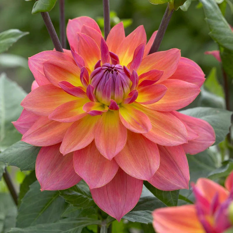 Fire Pot Semi-Dinnerplate Dahlia - Image 3