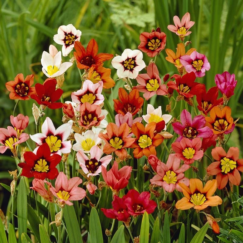 Harlequin Flower Mix (Sparaxis) - Image 3