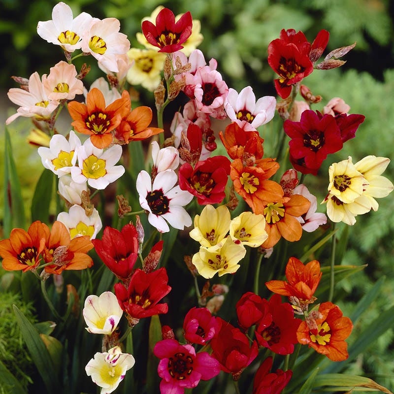 Harlequin Flower Mix (Sparaxis) - Image 4