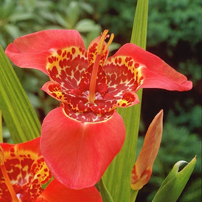 Red Tiger Flower (Tigridia) - Image 2
