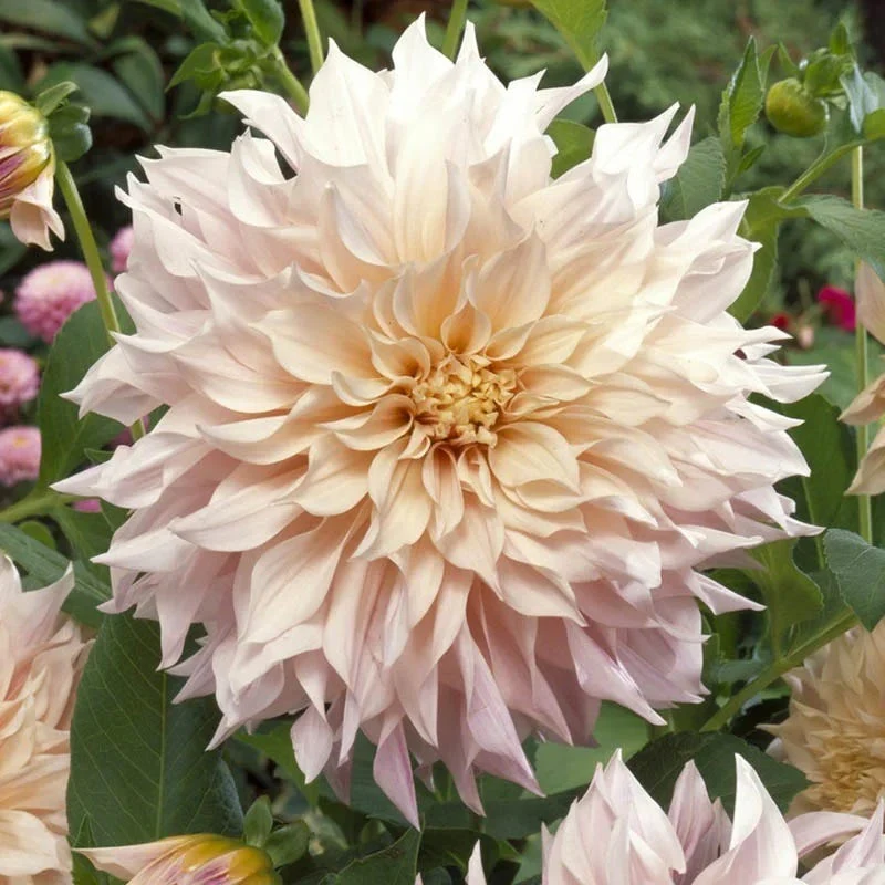 White Wedding Flower Bulb Collection - Image 3