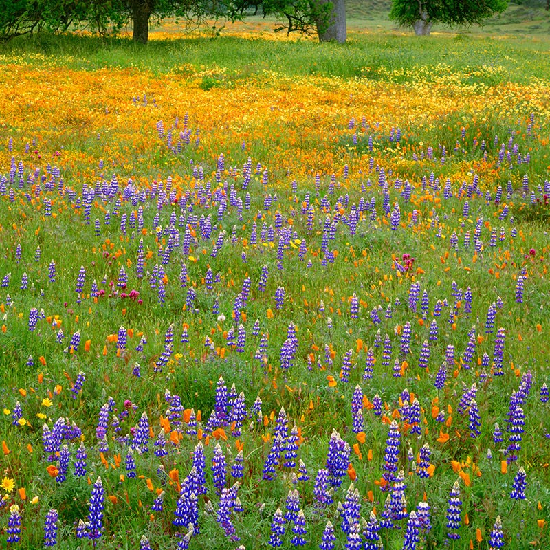 Superbloom Native Wildflower Seed Mix - Image 2
