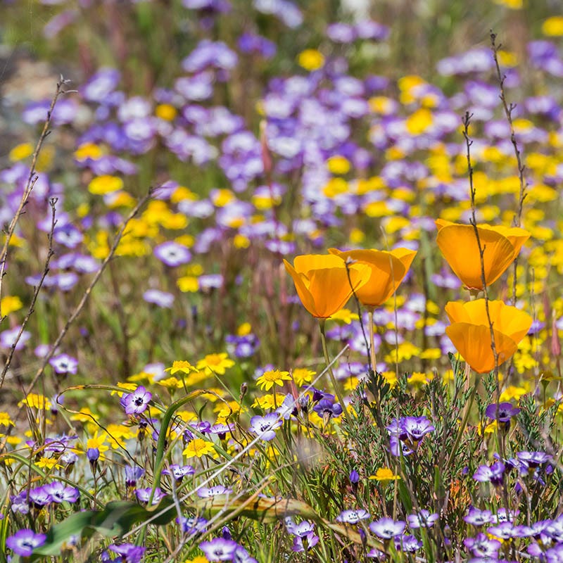 Superbloom Native Wildflower Seed Mix - Image 3