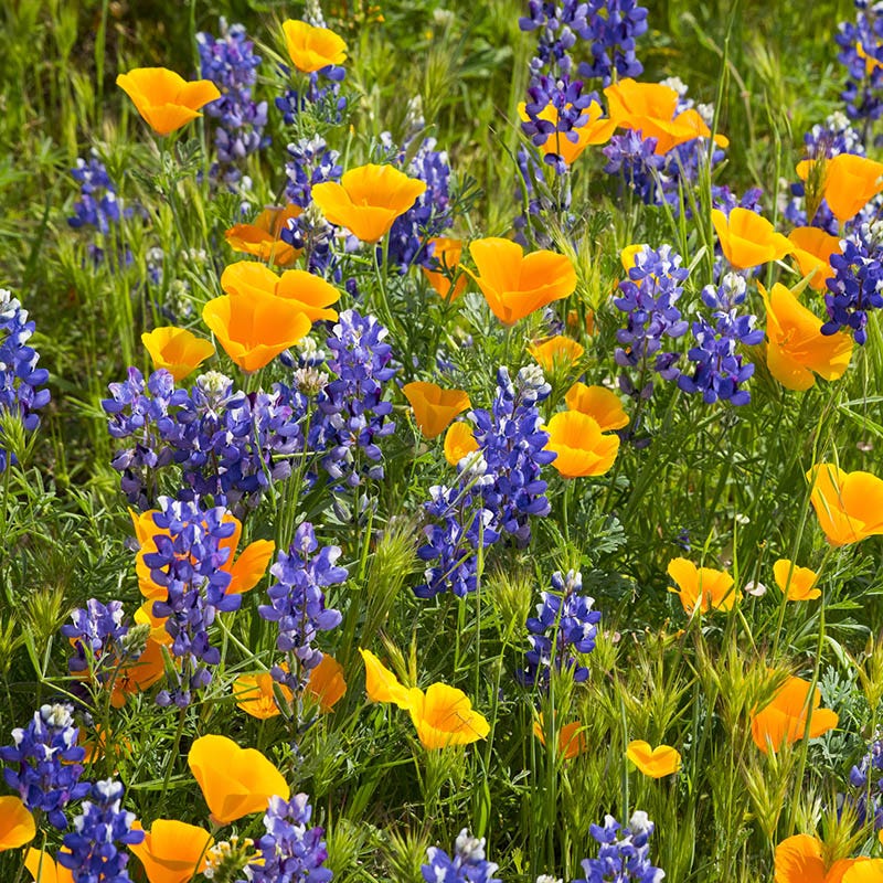 Superbloom Native Wildflower Seed Mix - Image 5