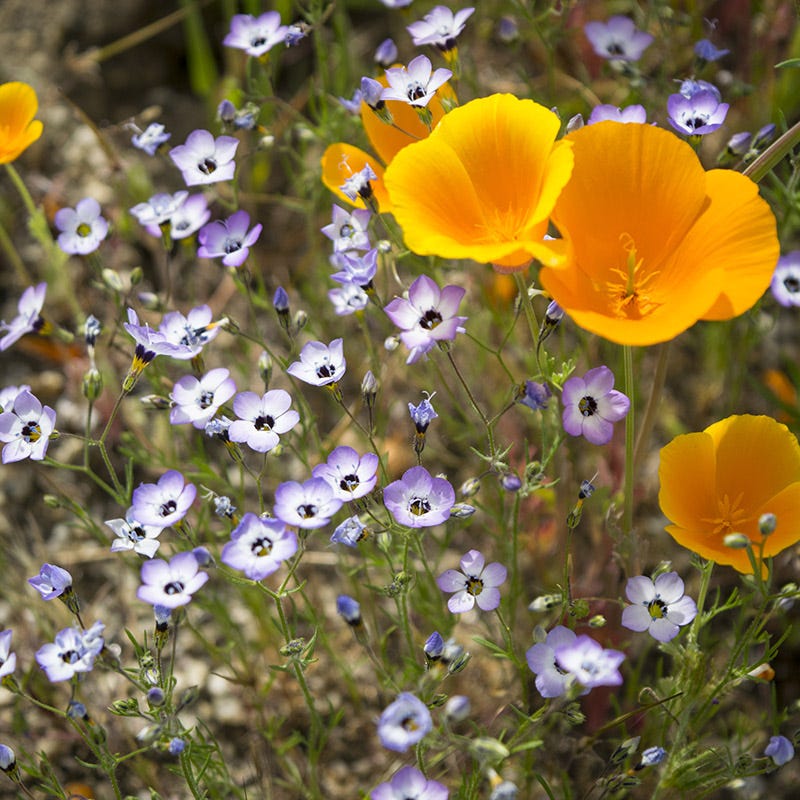 Superbloom Native Wildflower Seed Mix - Image 6