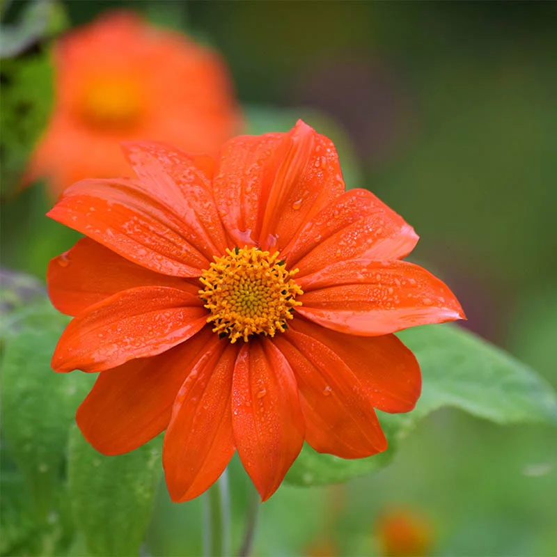 Mexican Sunflower Seeds - Image 2