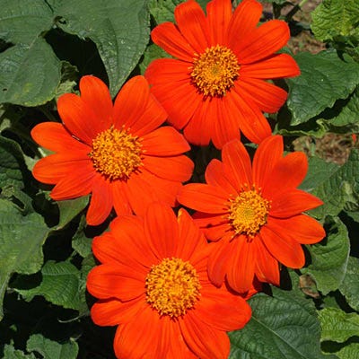 Mexican Sunflower Seeds - Image 3