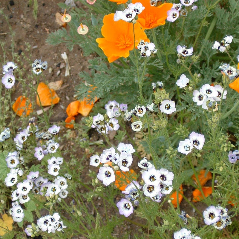 Western Xeriscape Wildflower Seed Mix - Image 3