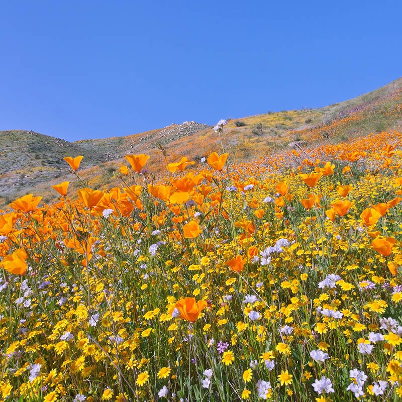 Western Xeriscape Wildflower Seed Mix - Image 4