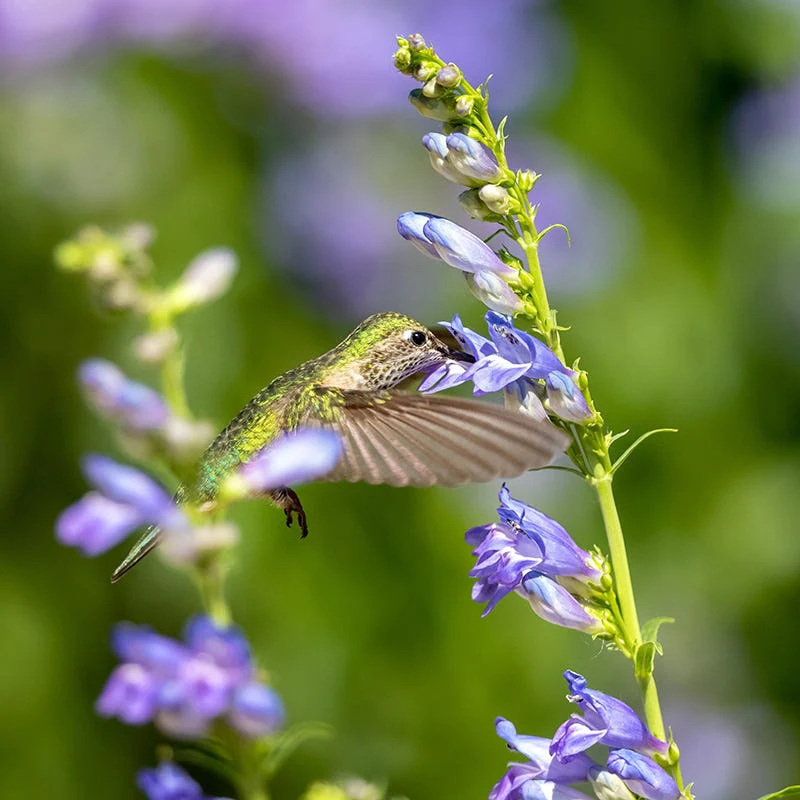 Western Hummingbird Wildflower Seed Mix - Image 2