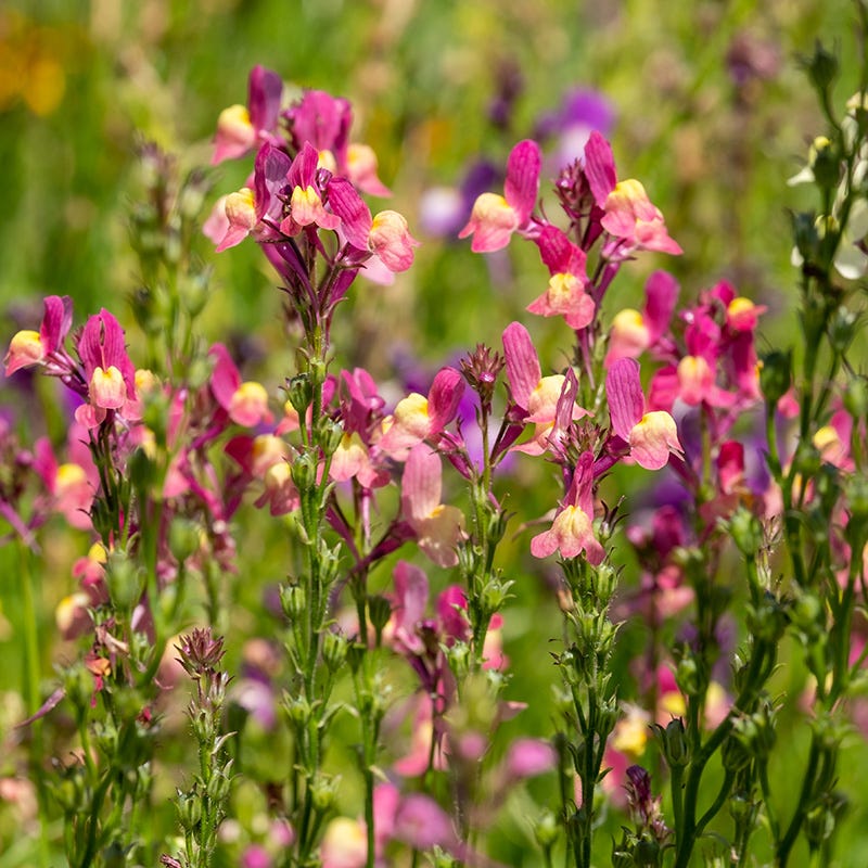 Western Hummingbird Wildflower Seed Mix - Image 4