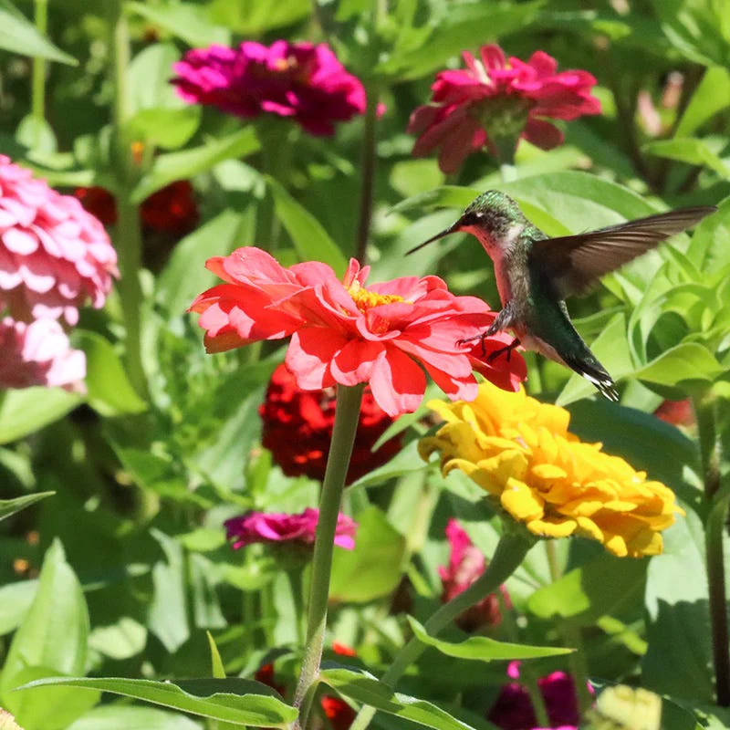 Western Hummingbird Wildflower Seed Mix - Image 5