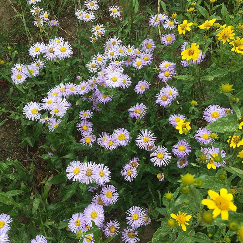 Native West Wildflower Seed Mix - Image 3