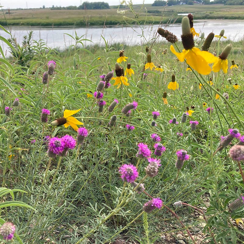Native West Wildflower Seed Mix - Image 4