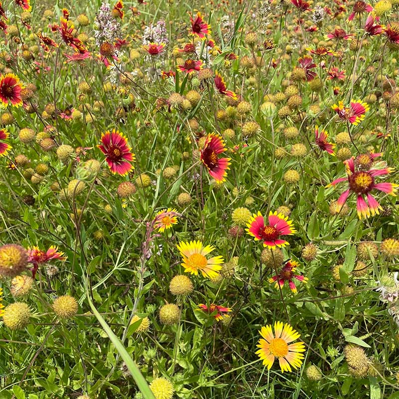 Native West Wildflower Seed Mix - Image 5