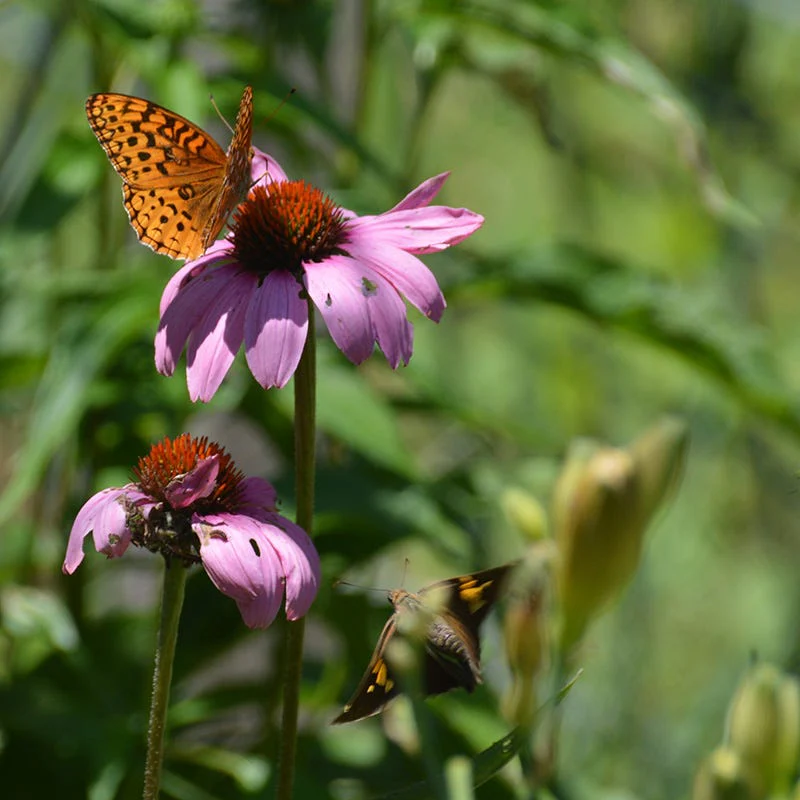 Western Perennial Wildflower Seed Mix - Image 3