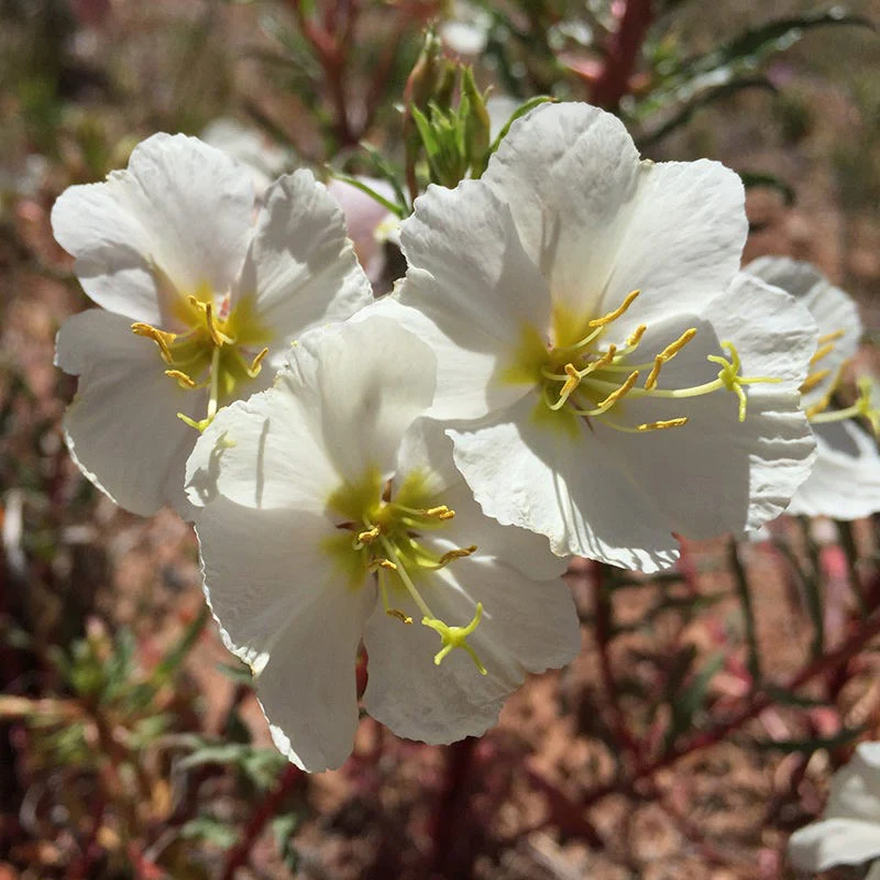Western Perennial Wildflower Seed Mix - Image 4