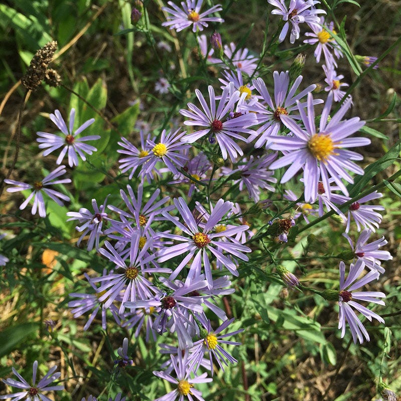 Western Perennial Wildflower Seed Mix - Image 5