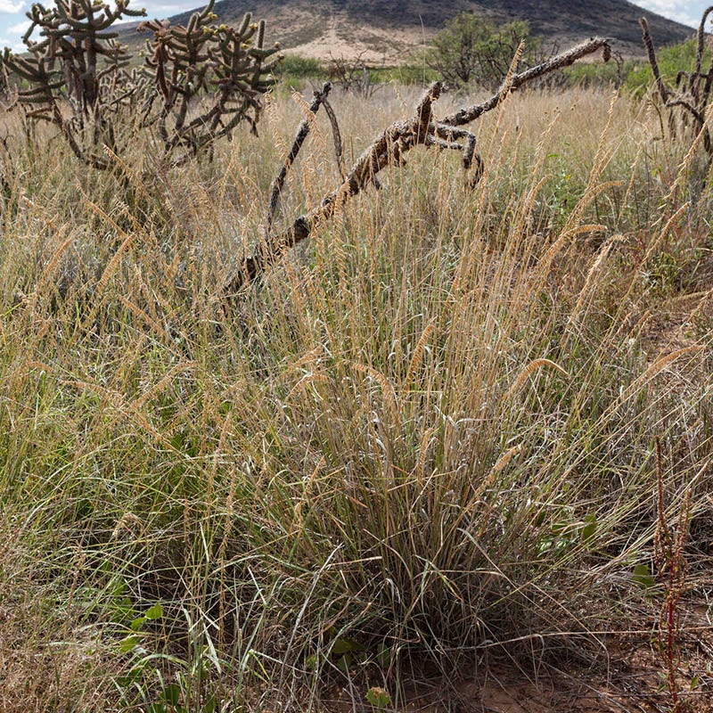 Western Trails Native Grass Seed Mix - Image 4