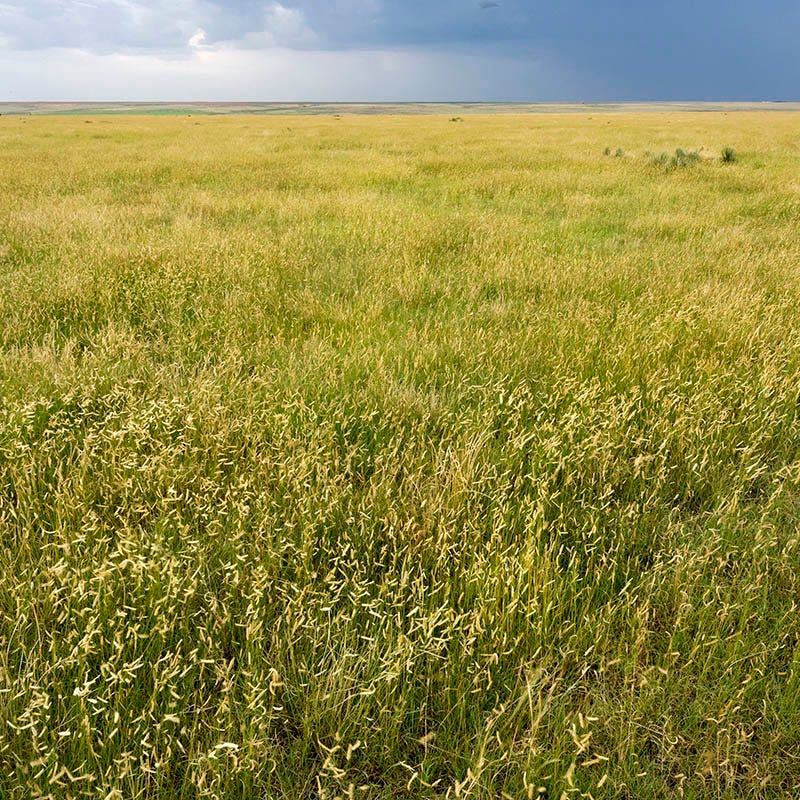 Western Trails Native Grass Seed Mix - Image 5