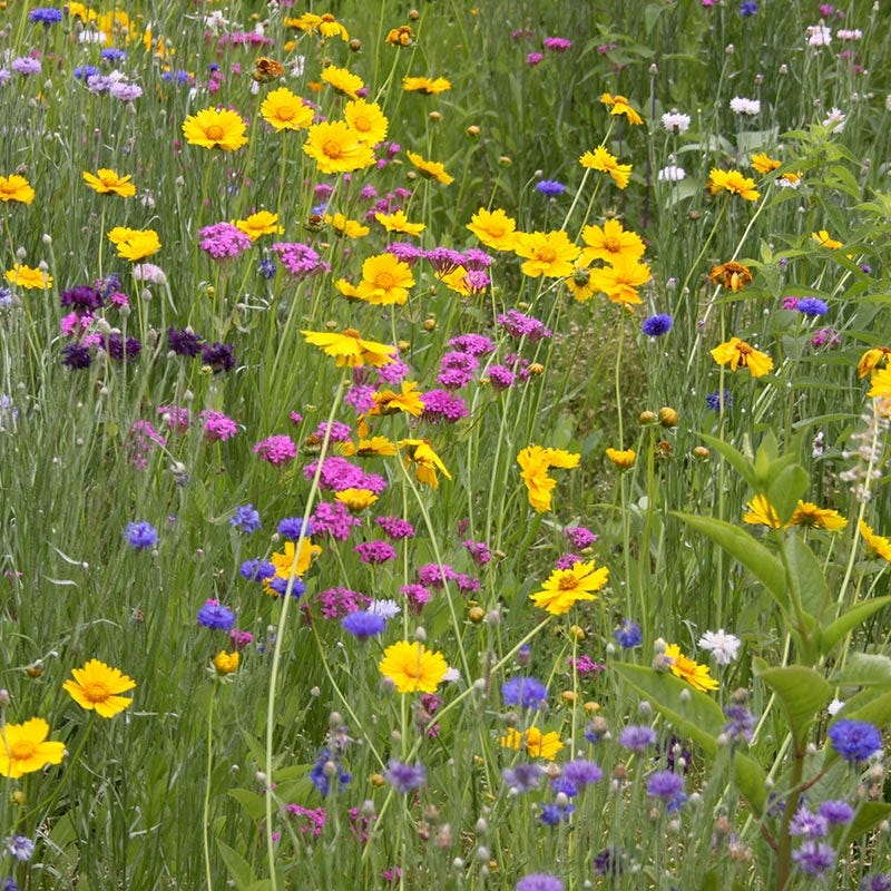 West Wildflower Seed Mix - Image 2