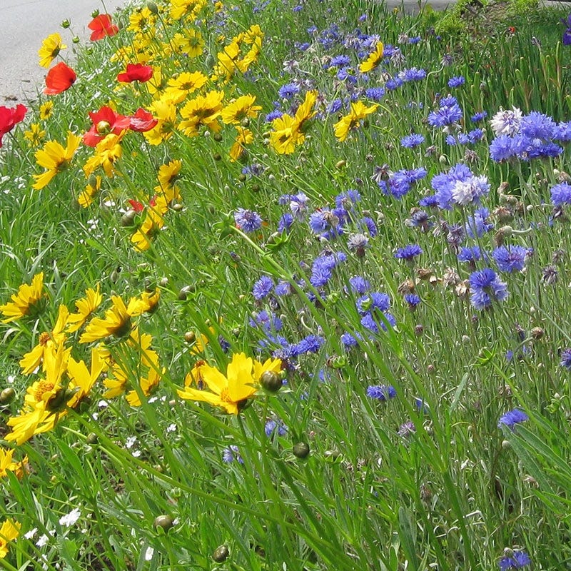West Wildflower Seed Mix - Image 3