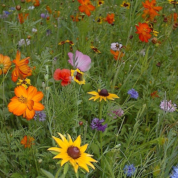 West Wildflower Seed Mix - Image 4