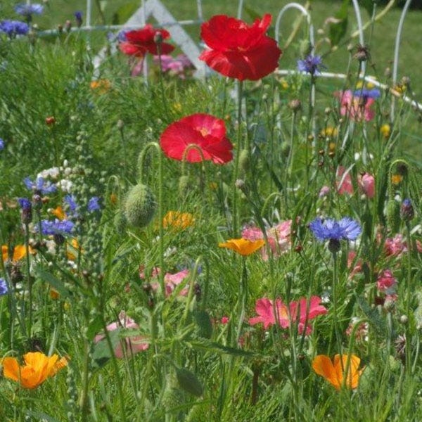 West Wildflower Seed Mix - Image 6