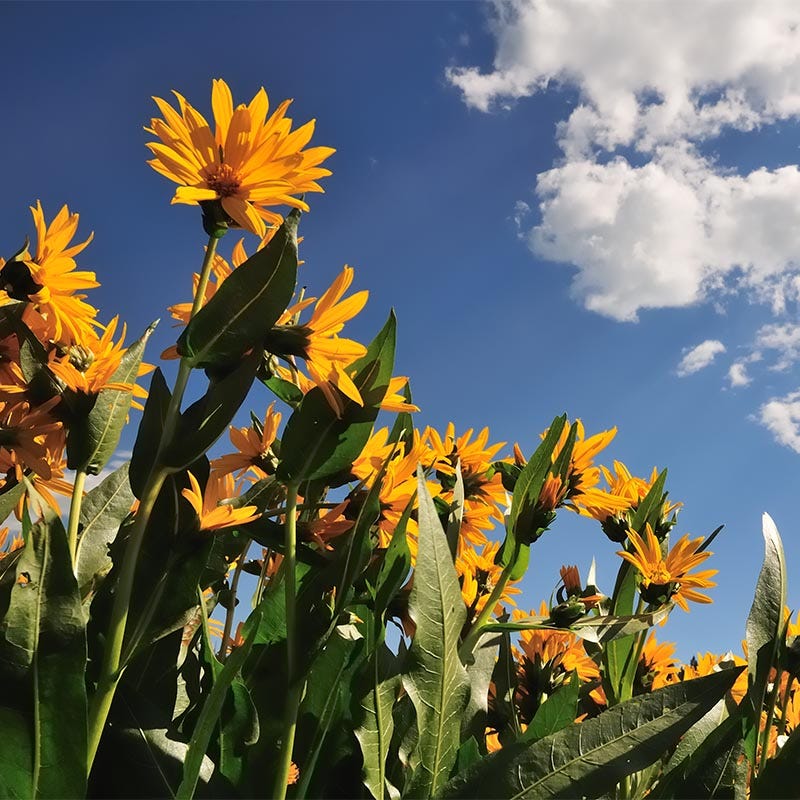 Mule's Ears Seeds (Wyethia) - Image 3