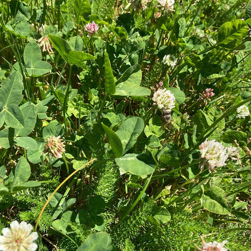 Xeriscape Clover Lawn Seed Mix - Image 3