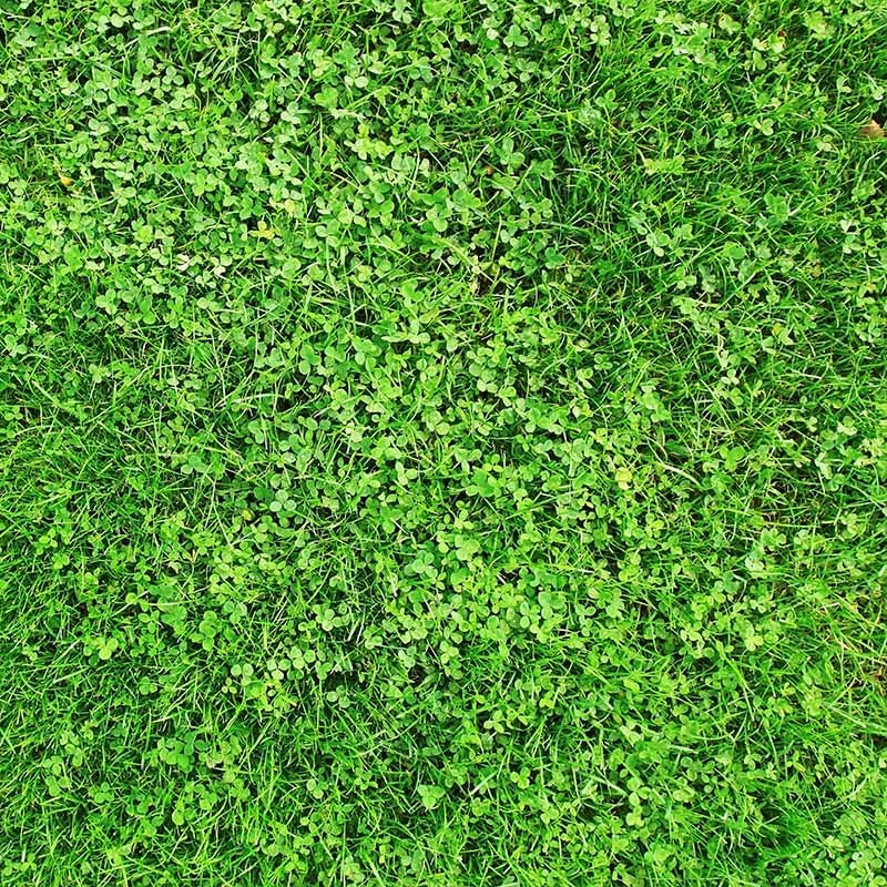 Xeriscape Clover Lawn Seed Mix - Image 4
