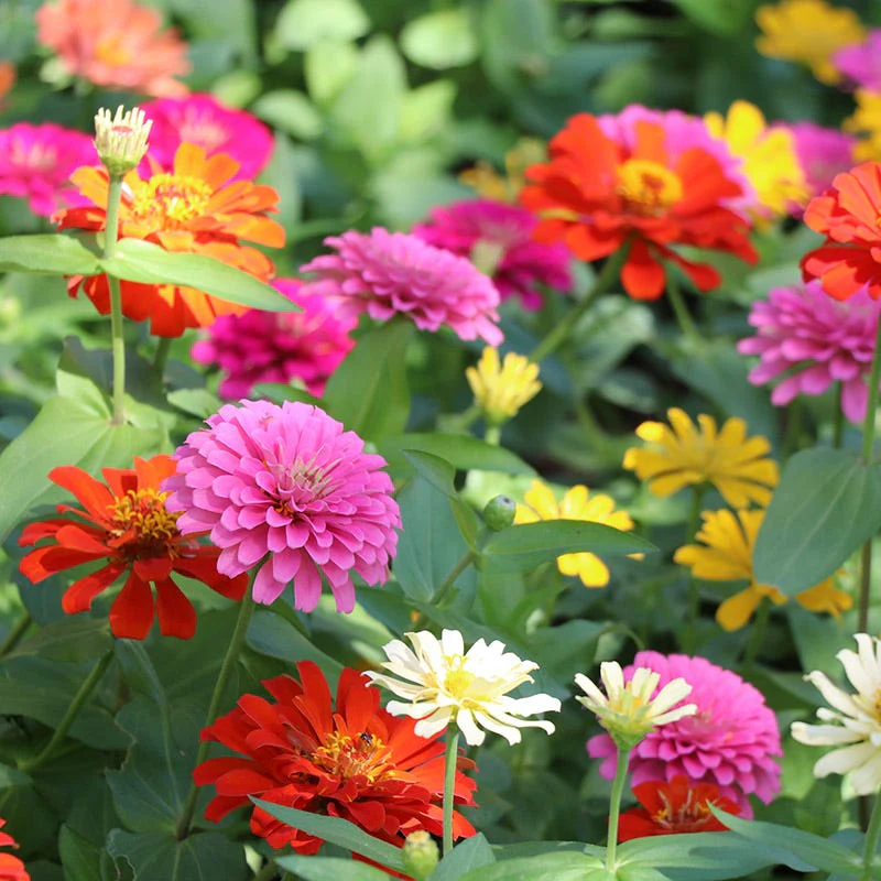 Zinnia Seeds - Image 2