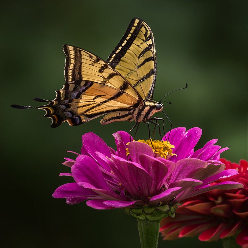Zinnia Seeds - Image 4